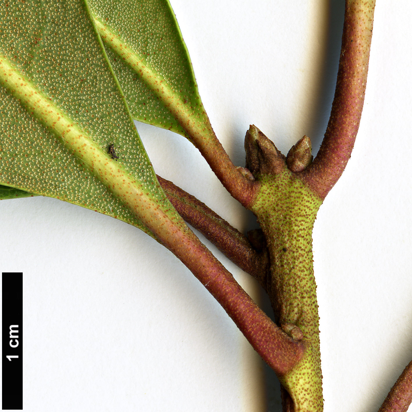High resolution image: Family: Ericaceae - Genus: Rhododendron - Taxon: minus - SpeciesSub: var. minus